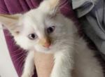 Flame Point Balinese 2 males - Siamese Kitten For Sale - NY, US