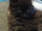 Ketah - Domestic Kitten For Sale - 