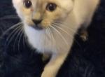 Mitzi - Domestic Kitten For Sale - Atlantic City, NJ, US