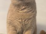 BRITISHKITNCAT British shorthair Fawn Female - British Shorthair Cat For Sale - Clearwater, FL, US
