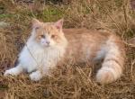Samson - Maine Coon Cat For Sale - Terrell, TX, US