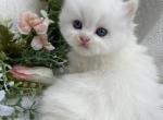 Hailey - Scottish Straight Kitten For Sale - Auburn, WA, US