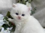 Snow - Scottish Straight Kitten For Sale - Auburn, WA, US