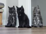 Litter K - Maine Coon Kitten For Sale - 