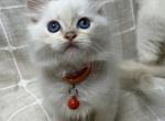 Mr Orange - Ragdoll Kitten For Sale - Wellsville, OH, US