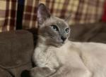 Zira X Abu Oriental Siamese kittens - Oriental Kitten For Sale - Wellsville, OH, US
