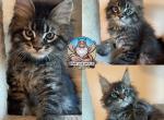 Leo - Maine Coon Kitten For Sale - Leominster, MA, US