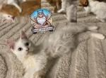 Marshmellow - Maine Coon Kitten For Sale - Leominster, MA, US