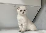 Girl Scottish Folds - Scottish Fold Kitten For Adoption - White Center, WA, US