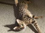 Starky F2 Girl - Savannah Kitten For Sale - 