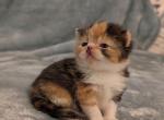 Marley - Exotic Kitten For Sale - Talco, TX, US