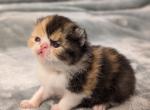 Carley - Exotic Kitten For Sale - Talco, TX, US