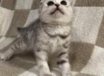 Rosie - Scottish Fold Kitten For Sale - Seattle, WA, US