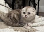 Maria - Scottish Fold Kitten For Sale - Seattle, WA, US