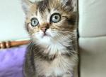 Penny - British Shorthair Kitten For Sale - New York, NY, US