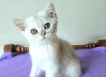 Api - British Shorthair Kitten For Sale - New York, NY, US