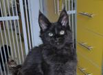 Miska - Maine Coon Kitten For Sale - New York, NY, US