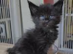 Loki - Maine Coon Kitten For Sale - New York, NY, US