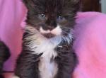 Tux - Maine Coon Kitten For Sale - New York, NY, US