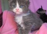 Fluff - Maine Coon Kitten For Sale - New York, NY, US