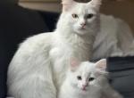 Future Turkish Angora Kitties - Turkish Angora Kitten For Sale - Corona, CA, US