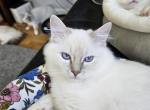 Mahina - Ragdoll Cat For Sale - Orange, VA, US