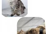 Stellas Litter - Maine Coon Kitten For Sale - Bluffton, IN, US