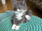 Thor - Maine Coon Kitten For Sale - 