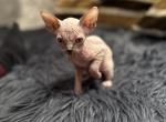 Female kitten - Sphynx Kitten For Sale - Brooklyn, NY, US