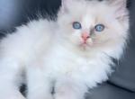Max - Ragdoll Kitten For Sale - Staten Island, NY, US
