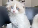 Rocky - Ragdoll Kitten For Sale - Staten Island, NY, US