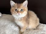Cosmos - British Shorthair Kitten For Sale - 