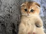 Danik - Scottish Fold Kitten For Sale - San Mateo, CA, US