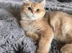 Tomas - Brazilian Shorthair Kitten For Sale - San Mateo, CA, US