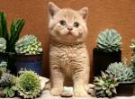 Lucky - British Shorthair Kitten For Sale - Hershey, PA, US