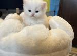 CINNAMON white MALE Persian - Persian Kitten For Sale - Farmington, MI, US