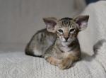 King - Oriental Kitten For Sale - Pembroke Pines, FL, US