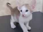 Nazar - Oriental Kitten For Sale - Pembroke Pines, FL, US