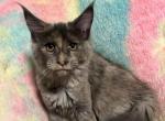 Maddie - Maine Coon Kitten For Sale - Birmingham, AL, US