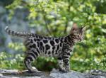 Kasandra - Bengal Kitten For Sale - Norwalk, CT, US