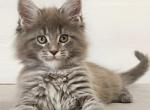 Dalena - Maine Coon Kitten For Sale - Miami, FL, US