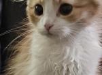 Ed Sheeran - Scottish Fold Kitten For Sale - 