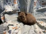 Scottish Kilts  Allison or Alastair  Pending - Scottish Fold Kitten For Sale - FL, US