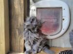 Lady - Maine Coon Kitten For Sale - Westfield, MA, US