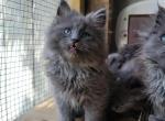 Chika - Maine Coon Kitten For Sale - Westfield, MA, US