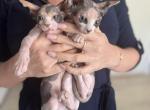 Sphynx kittens 2 - Sphynx Kitten For Sale - Hallandale, FL, US