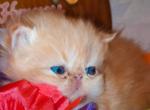 Daisys Ginger babies - Persian Kitten For Sale - Montgomery, TX, US