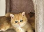 A 1 Name by your request - British Shorthair Kitten For Sale - Chattanooga, TN, US