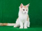 Yasmina - Maine Coon Kitten For Sale - Brooklyn, NY, US