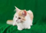 Yasmina - Maine Coon Kitten For Sale - 